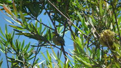 Zosterops virens virens