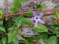 Vinca difformis