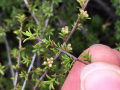 Kunzea tenuicaulis