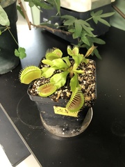 Dionaea