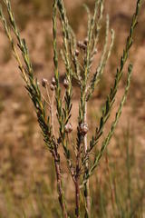 Athanasia leptocephala