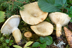 Lactarius olivinus