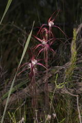 Caladenia footeana