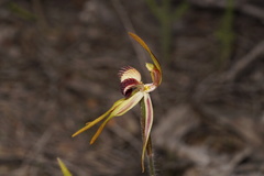 Caladenia ensata