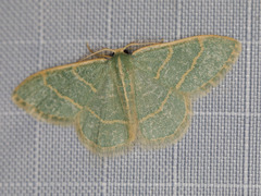 Chlorochlamys appellaria