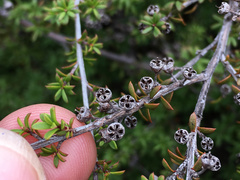 Kunzea tenuicaulis