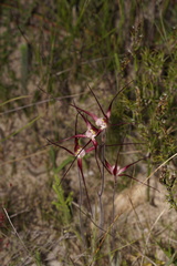 Caladenia footeana