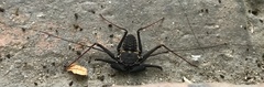 Phrynus operculatus