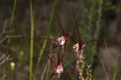 Caladenia footeana