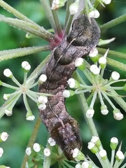 Melanchra persicariae