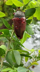 Sternocera chrysis