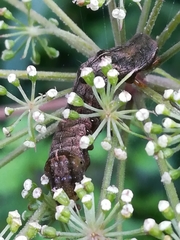 Melanchra persicariae