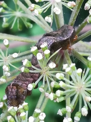 Melanchra persicariae