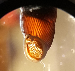 Macrogastra ventricosa