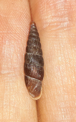 Macrogastra ventricosa