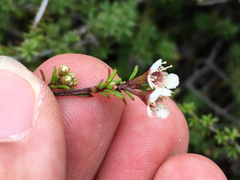 Kunzea tenuicaulis