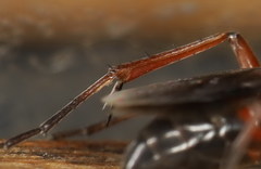 Agenioideus nubecula