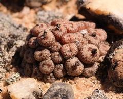 Conophytum comptonii