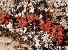 Crassula fragarioides