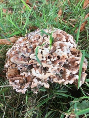 Podoscypha multizonata