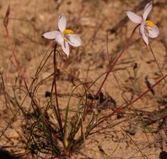 Cyanella alba alba