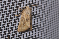 Photedes fluxa