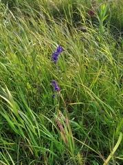 Delphinium brachycentrum
