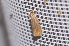 Celypha rufana
