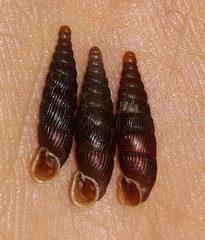 Macrogastra plicatula