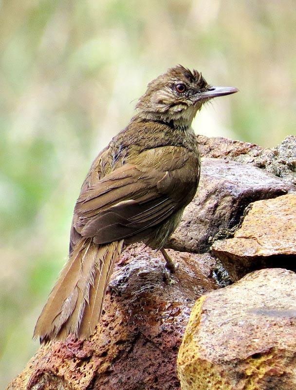 Terrestrial Brownbul (Phyllastrephus terrestris) photo