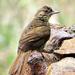 Terrestrial Brownbul - Photo (c) Kate Braun, some rights reserved (CC BY-NC)