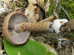 Cortinarius pholideus