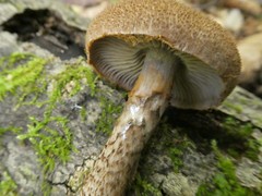 Cortinarius pholideus