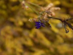 Lobelia capillifolia