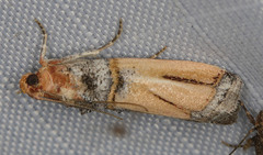 Dasypyga alternosquamella