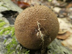 Cortinarius pholideus