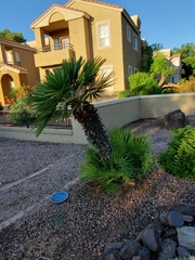 Washingtonia robusta