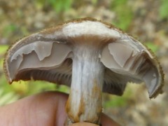 Cortinarius pholideus