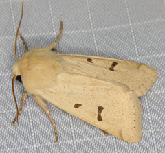 Dichagyris variabilis