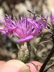 Centaurea vallesiaca