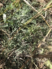 Centaurea vallesiaca