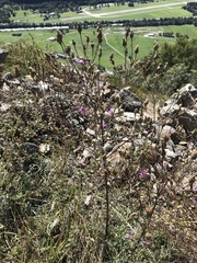Centaurea vallesiaca