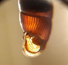 Macrogastra plicatula