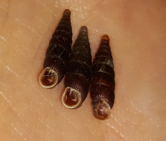 Macrogastra plicatula