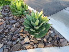 Agave