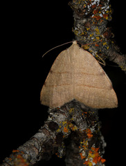 Drepanulatrix bifilata