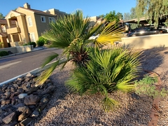 Washingtonia robusta