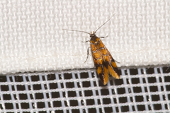 Promalactis procerella