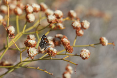 Eriogonum heermannii