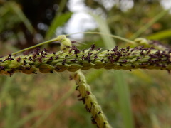 Paspalum dilatatum